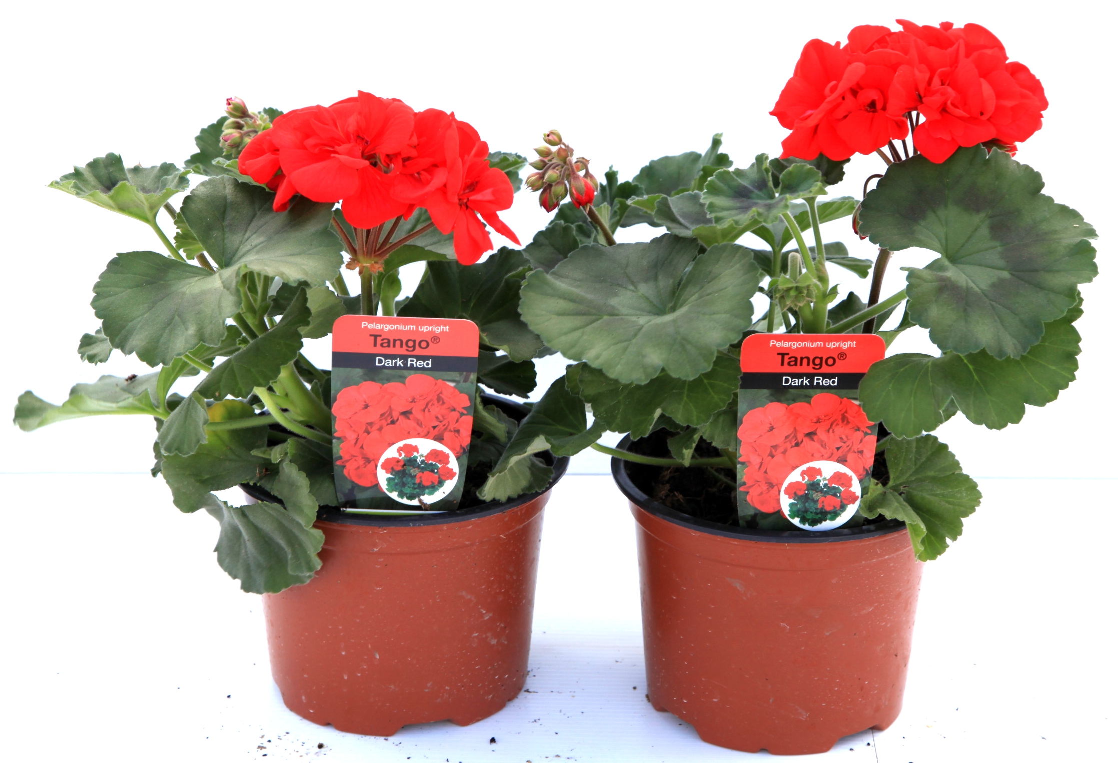 GERANIUM Orange 13cm Pot Bedding at 3 for 10 Bedding Windy Ridge